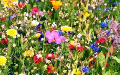 Summer Voices & Prayer Warriors